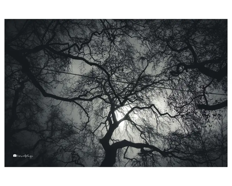 Branches in the Light